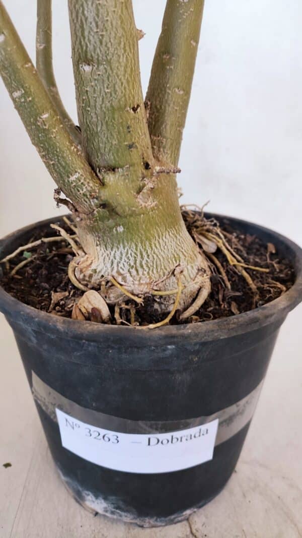 Planta Dobrada 3263 – 60cm – 05 anos - Imagem 8