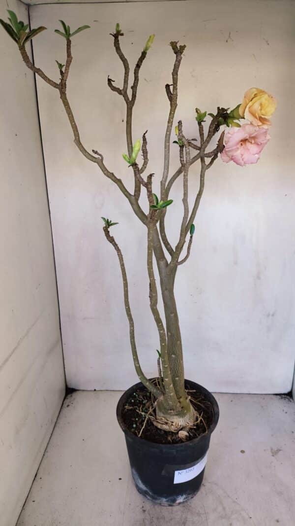 Planta Dobrada 3263 – 60cm – 05 anos - Imagem 6