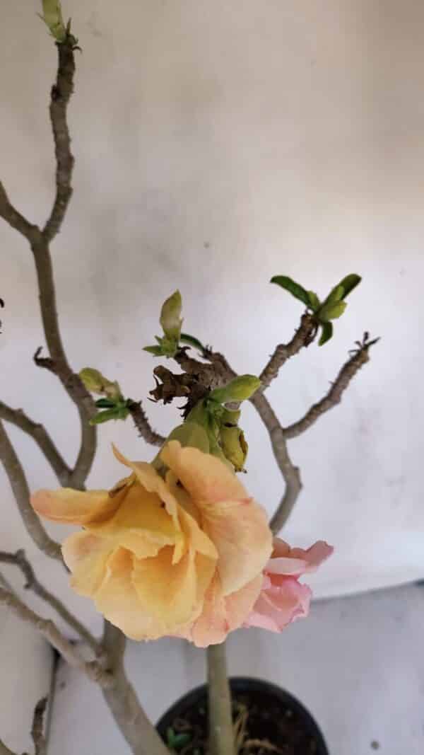 Planta Dobrada 3263 – 60cm – 05 anos - Imagem 5