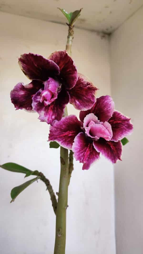 Planta Dobrada 3264 – 35cm – 03 anos - Imagem 1