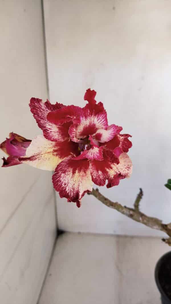Planta Dobrada 3265 – 35cm – 03 anos - Imagem 1