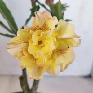 Planta Dobrada 3266 – 25cm – 01 ano