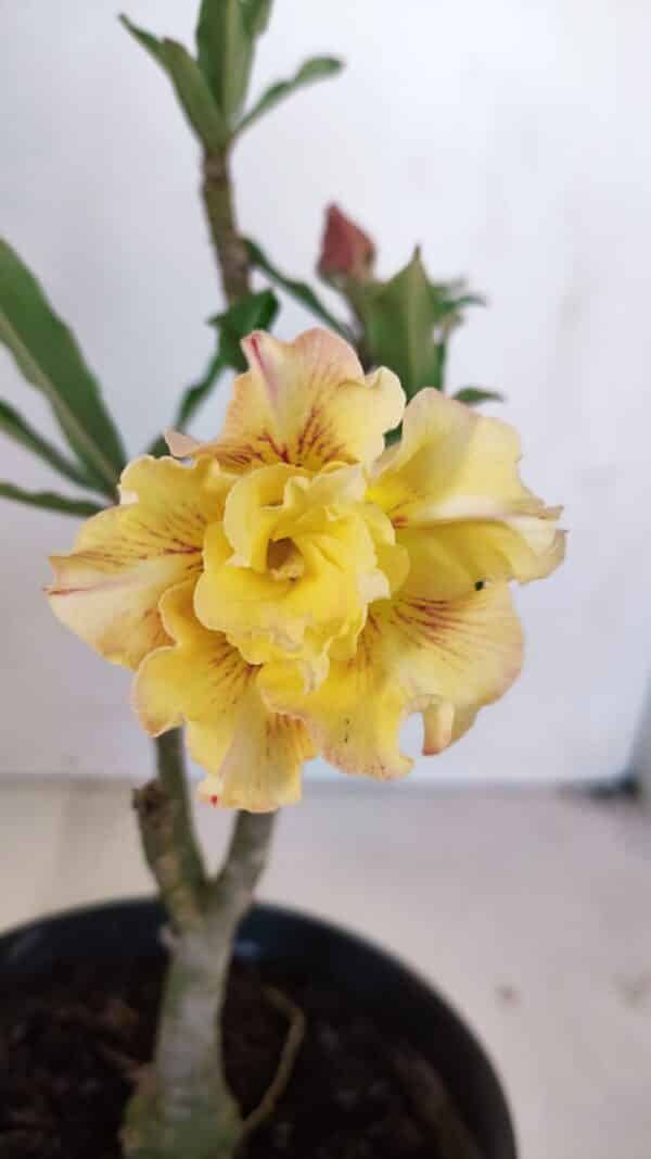 Planta Dobrada 3266 – 25cm – 01 ano - Imagem 1