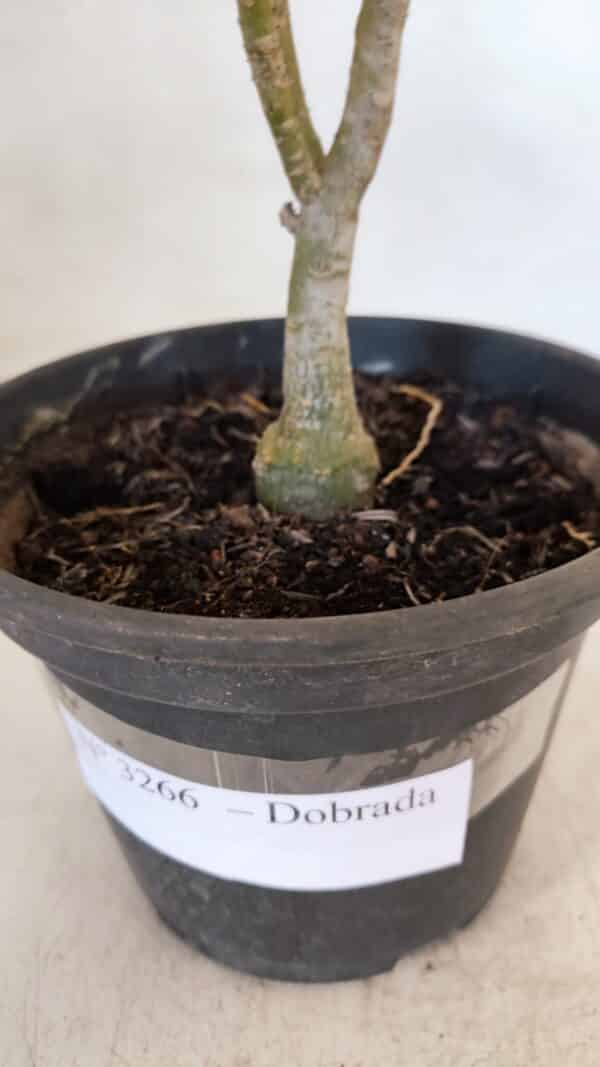 Planta Dobrada 3266 – 25cm – 01 ano - Imagem 7