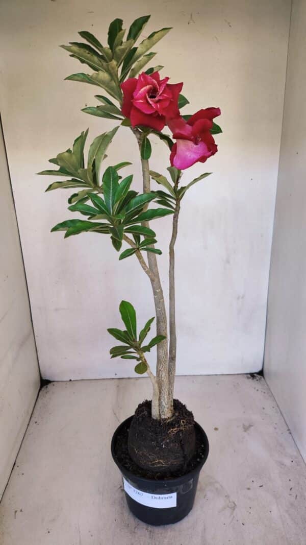 Planta Dobrada 3267 – 35cm – 03 anos - Imagem 2