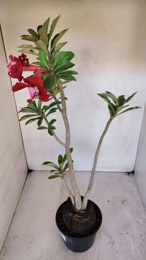 Planta Dobrada 3267 – 35cm – 03 anos - Imagem 4