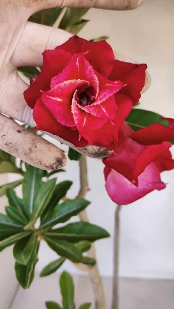 Planta Dobrada 3267 – 35cm – 03 anos - Imagem 1