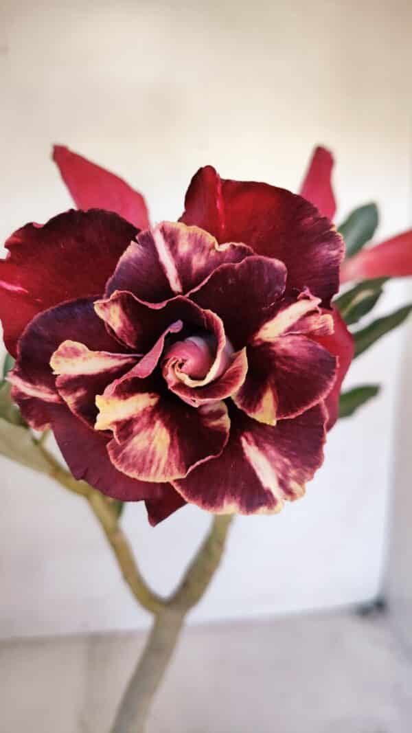 Planta Dobrada 3268 – 35cm – 03 anos - Imagem 1