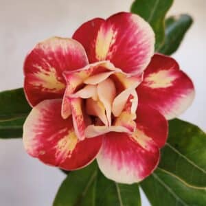 Planta Dobrada 3269 – 30cm – 02 anos