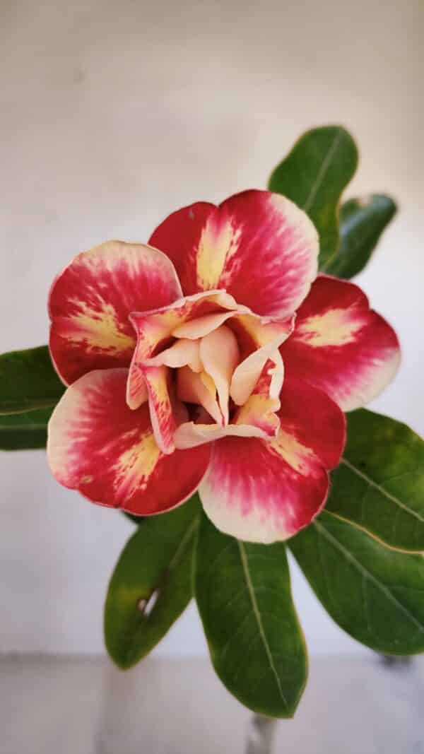 Planta Dobrada 3269 – 30cm – 02 anos - Imagem 1