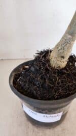 Planta Dobrada 3269 – 30cm – 02 anos - Imagem 6