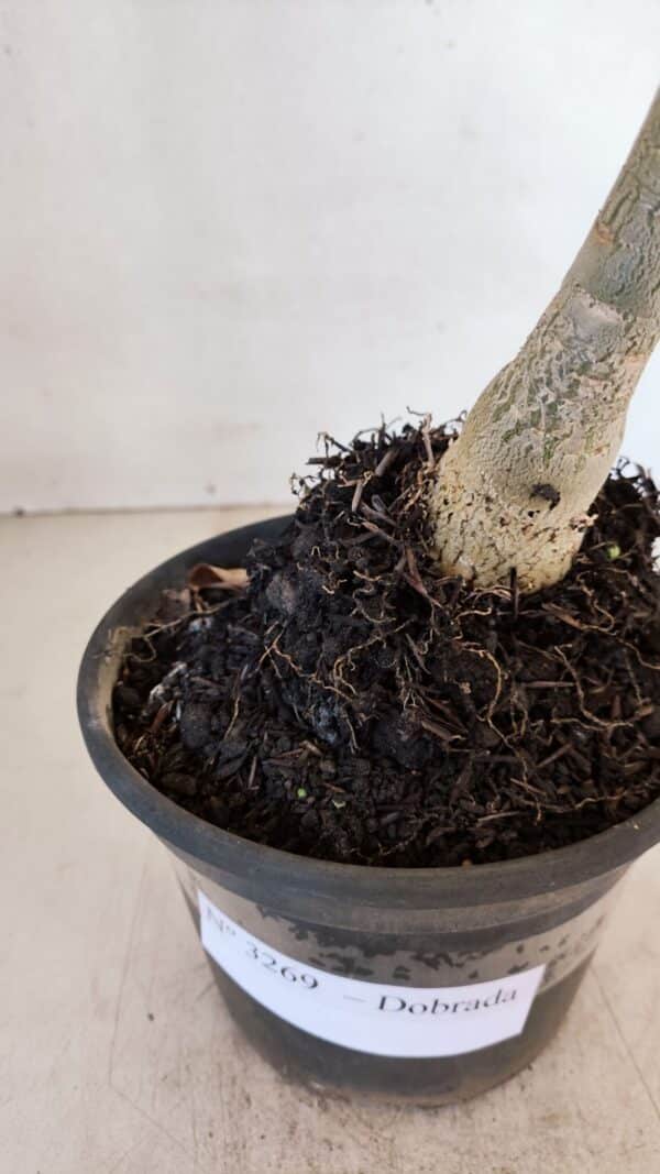 Planta Dobrada 3269 – 30cm – 02 anos - Imagem 6