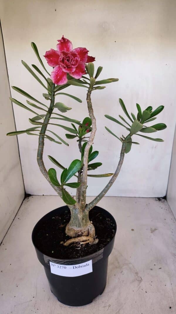 Planta Dobrada 3270 – 45cm – 03 anos - Imagem 2