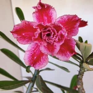 Planta Dobrada 3270 – 45cm – 03 anos
