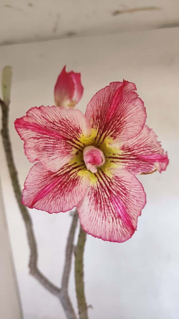 Planta Dobrada 3271 – 35cm – 03 anos - Imagem 1