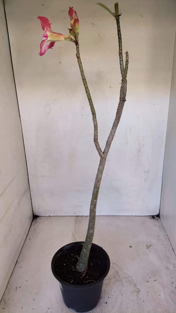 Planta Dobrada 3271 – 35cm – 03 anos - Imagem 5