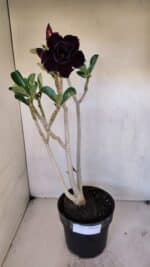 Planta Dobrada 3272 – 45cm – 03 anos - Imagem 2