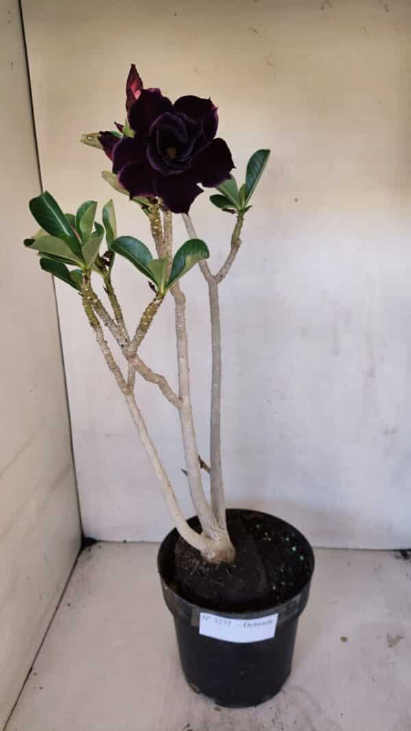 Planta Dobrada 3272 – 45cm – 03 anos - Imagem 2
