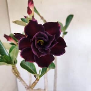 Planta Dobrada 3272 – 45cm – 03 anos