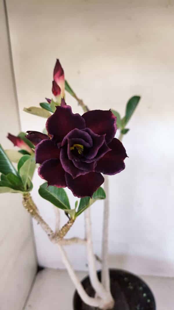 Planta Dobrada 3272 – 45cm – 03 anos - Imagem 1