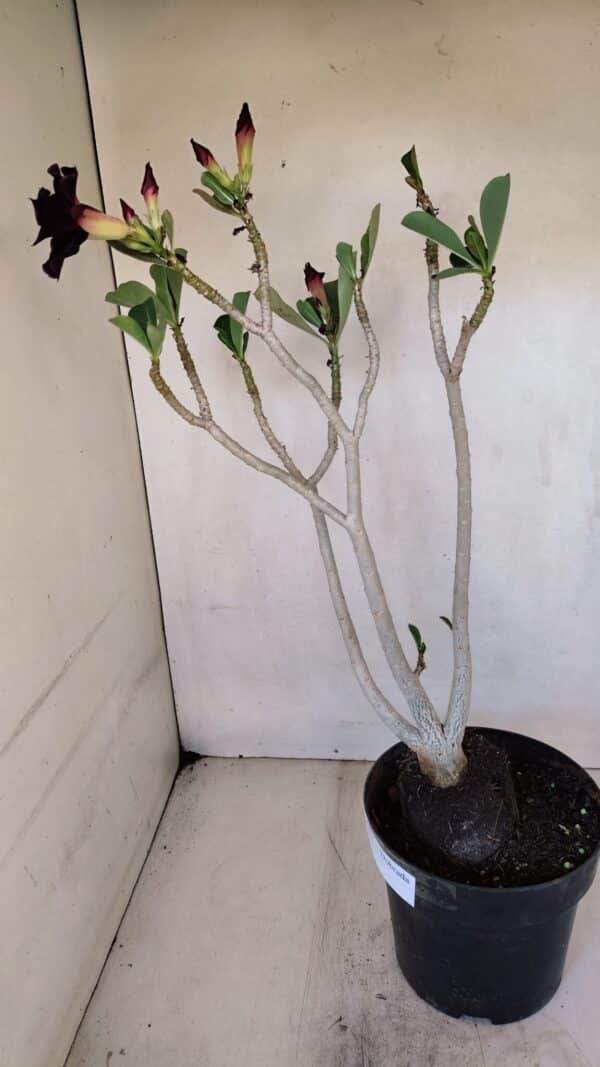 Planta Dobrada 3272 – 45cm – 03 anos - Imagem 7