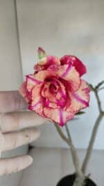 Planta Dobrada 3273 – 35cm – 03 anos - Imagem 6