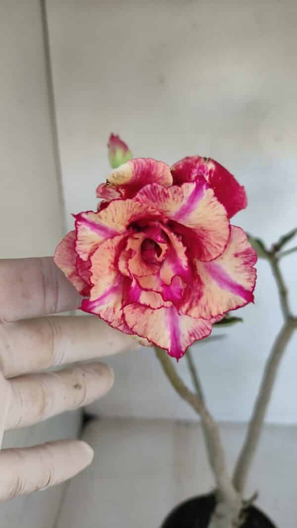Planta Dobrada 3273 – 35cm – 03 anos - Imagem 6