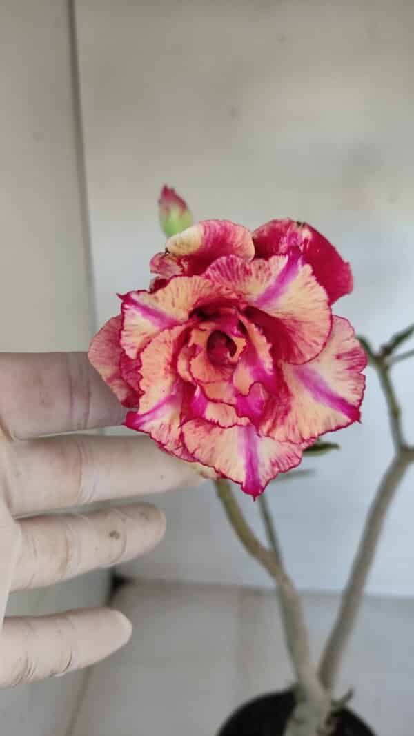 Planta Dobrada 3273 – 35cm – 03 anos - Imagem 1