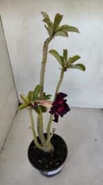 Planta Dobrada 3274 – 35cm – 03 anos - Imagem 4