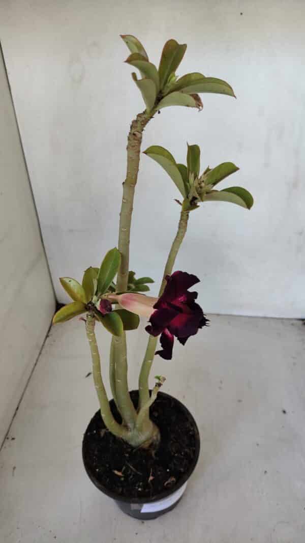 Planta Dobrada 3274 – 35cm – 03 anos - Imagem 4