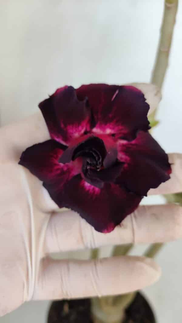Planta Dobrada 3274 – 35cm – 03 anos - Imagem 6