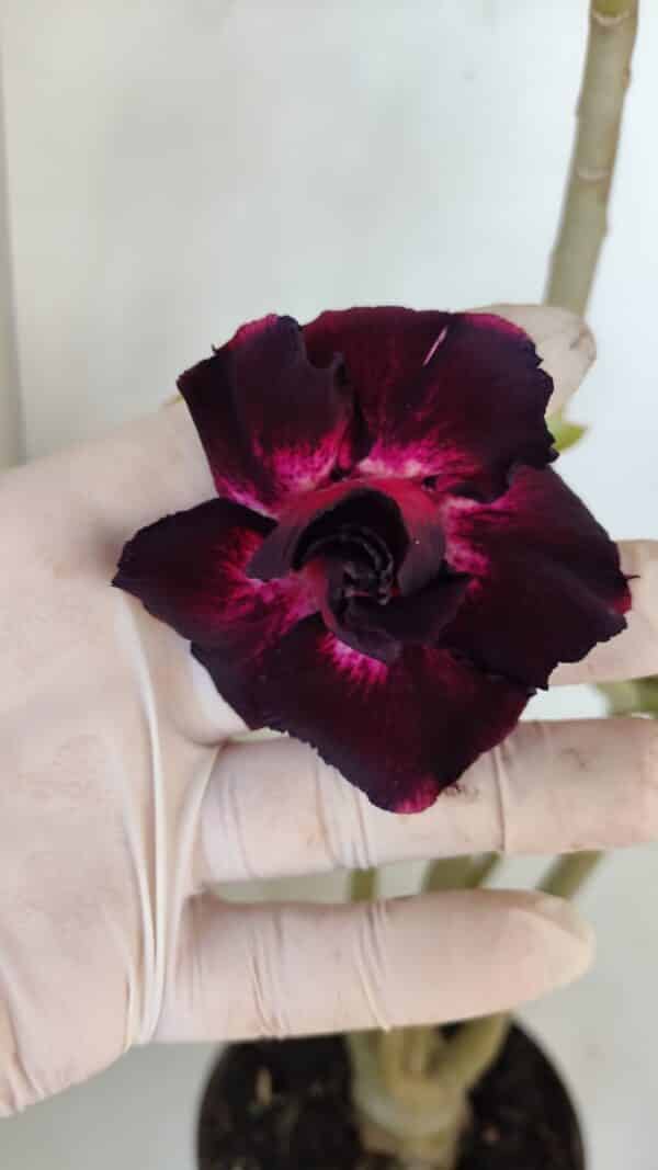 Planta Dobrada 3274 – 35cm – 03 anos - Imagem 1