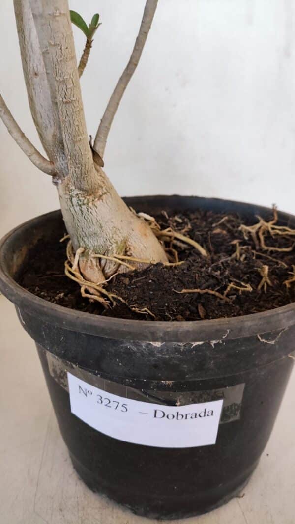 Planta Dobrada 3275 – 60cm – 04 anos - Imagem 5