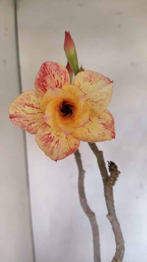 Planta Dobrada 3275 – 60cm – 04 anos - Imagem 1