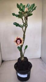 Planta Dobrada 3276 – 35cm – 03 anos - Imagem 2