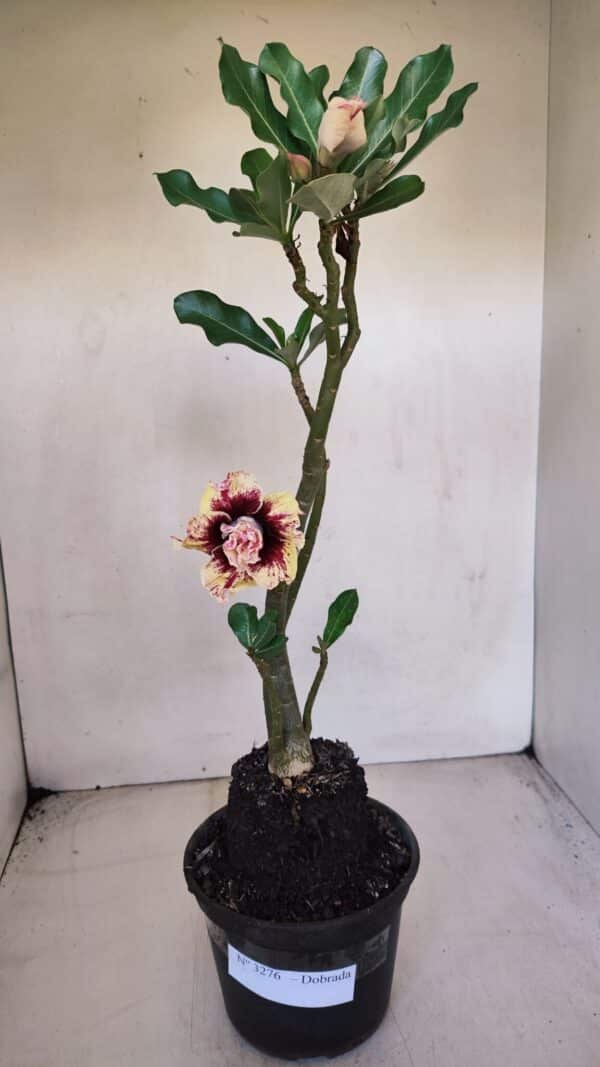 Planta Dobrada 3276 – 35cm – 03 anos - Imagem 2