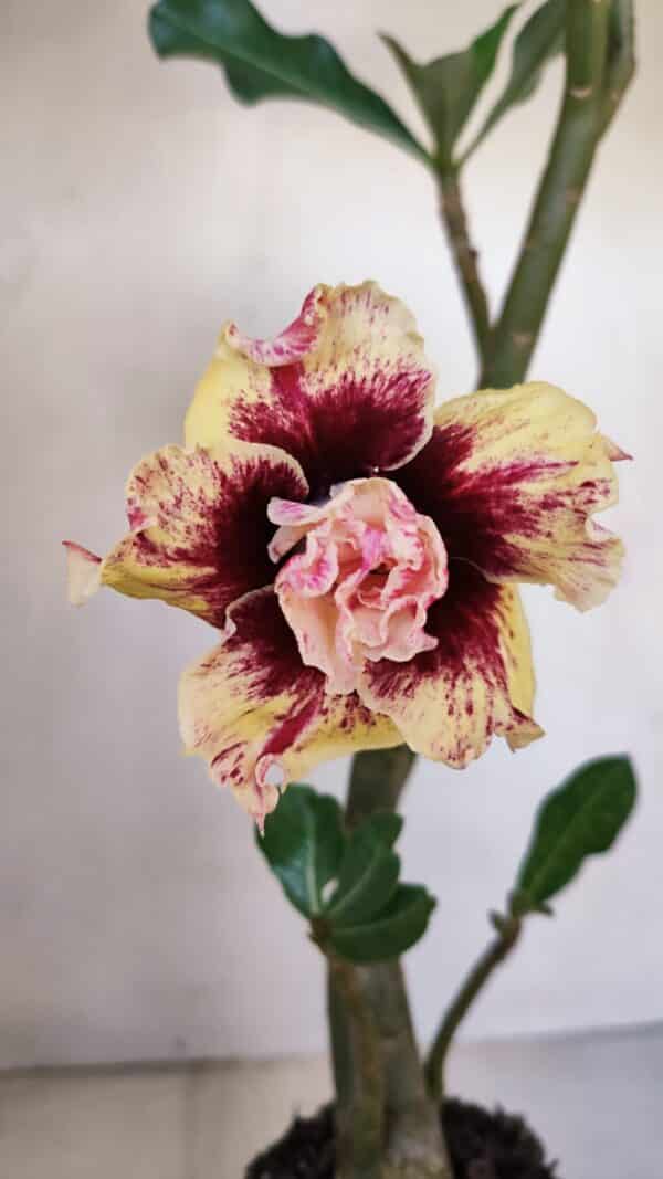Planta Dobrada 3276 – 35cm – 03 anos - Imagem 1