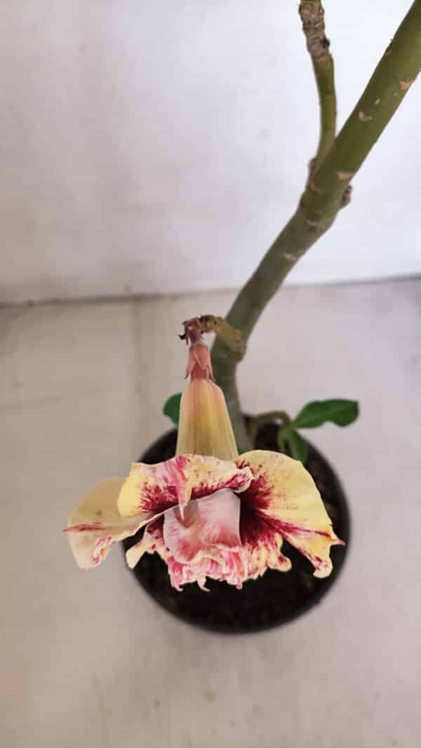 Planta Dobrada 3276 – 35cm – 03 anos - Imagem 4