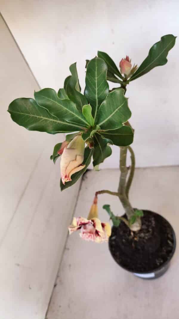 Planta Dobrada 3276 – 35cm – 03 anos - Imagem 5