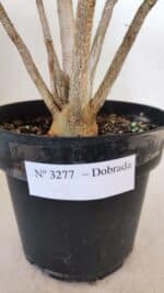 Planta Dobrada 3277 – 40cm – 03 anos - Imagem 7