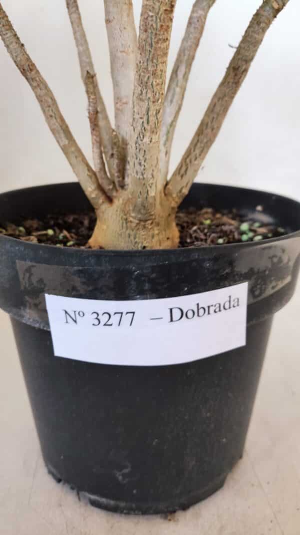 Planta Dobrada 3277 – 40cm – 03 anos - Imagem 7