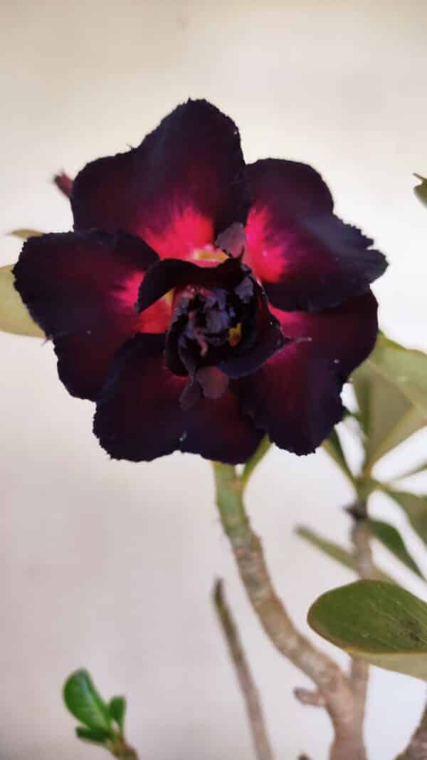 Planta Dobrada 3277 – 40cm – 03 anos - Imagem 1