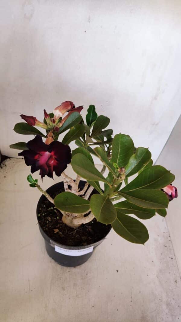 Planta Dobrada 3277 – 40cm – 03 anos - Imagem 4