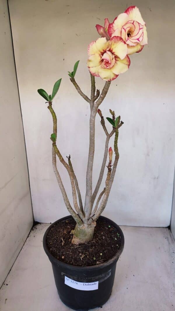 Planta Dobrada 3278 – 55cm – 04 anos - Imagem 2