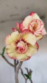 Planta Dobrada 3278 – 55cm – 04 anos - Imagem 3
