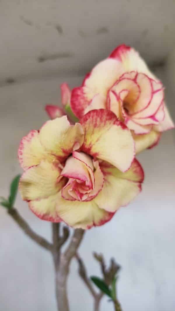 Planta Dobrada 3278 – 55cm – 04 anos - Imagem 3