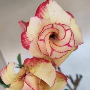 Planta Dobrada 3278 – 55cm – 04 anos