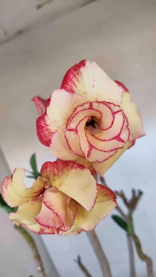 Planta Dobrada 3278 – 55cm – 04 anos - Imagem 1