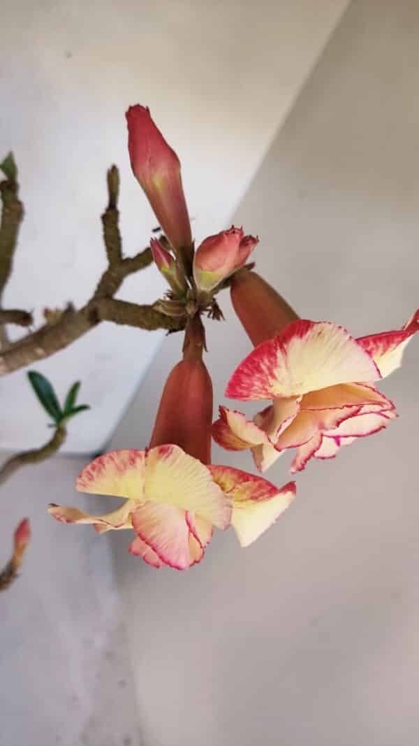 Planta Dobrada 3278 – 55cm – 04 anos - Imagem 5