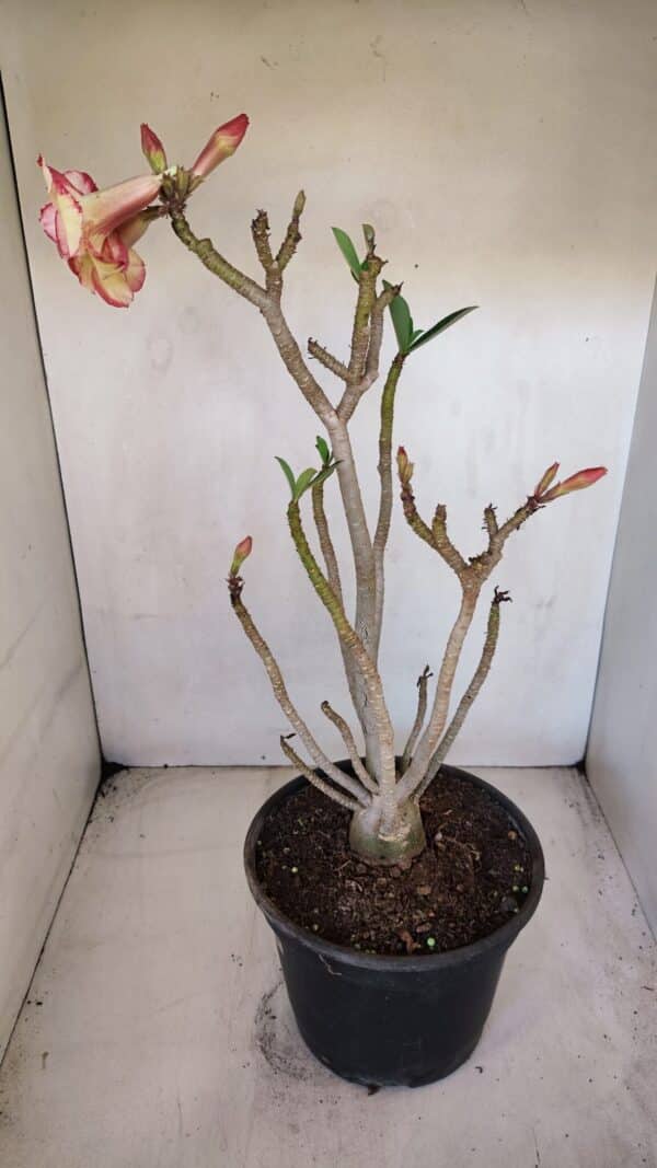 Planta Dobrada 3278 – 55cm – 04 anos - Imagem 6